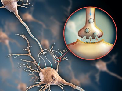 Neuron synapse Two neurons connecting by using electrochemical transmissions. Digital illustration.